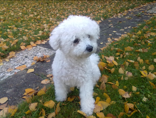 Titus, mein Hund von 2004 bis 2016, Inspiration für meine Arbeit bei Futter-Fokus
