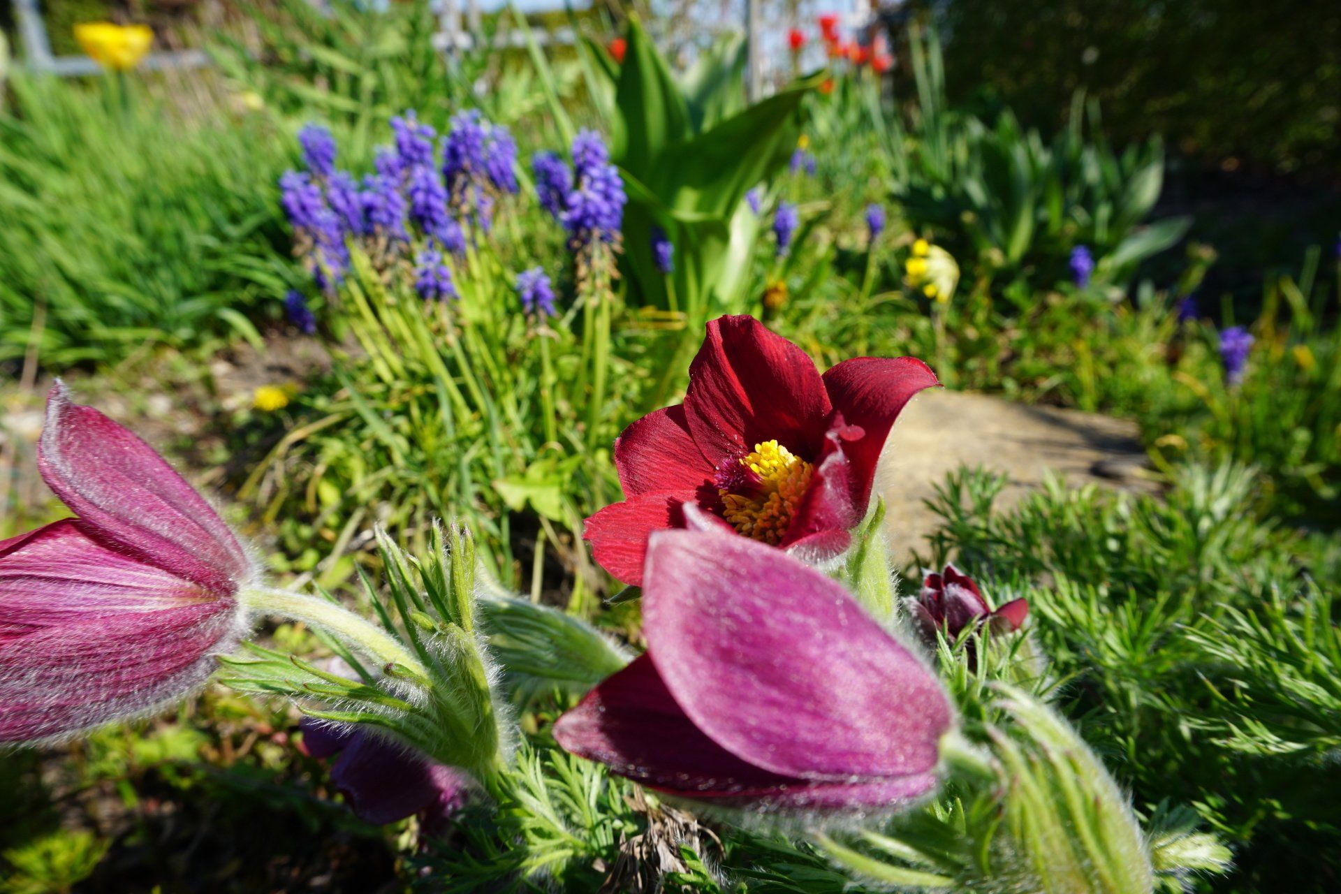 Gartensparte Paulinenhof Frankfurt (O.), Garten in