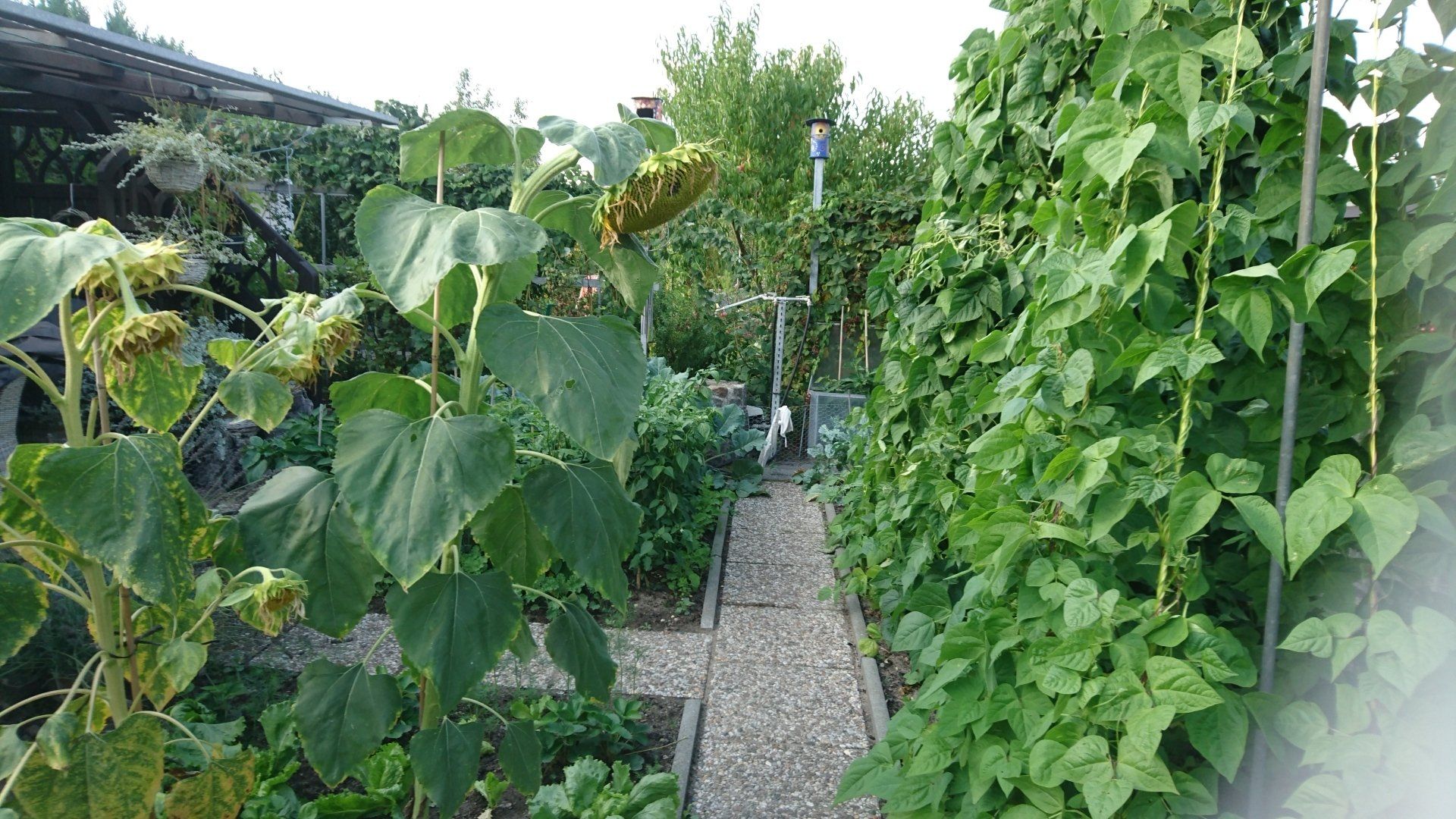 Gartensparte Paulinenhof Frankfurt (O.), Garten in