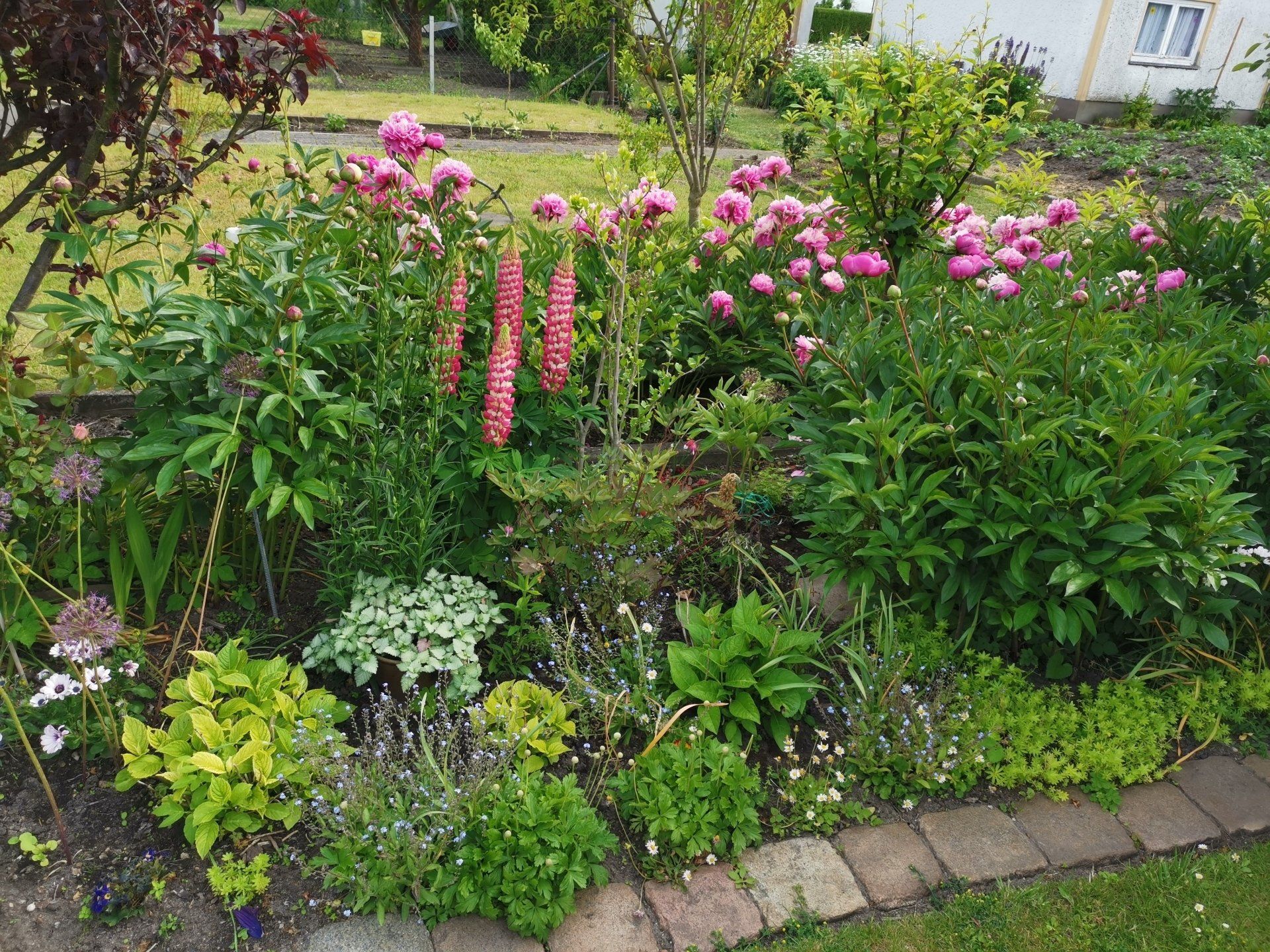 Gartensparte Paulinenhof Frankfurt (O.), Garten in