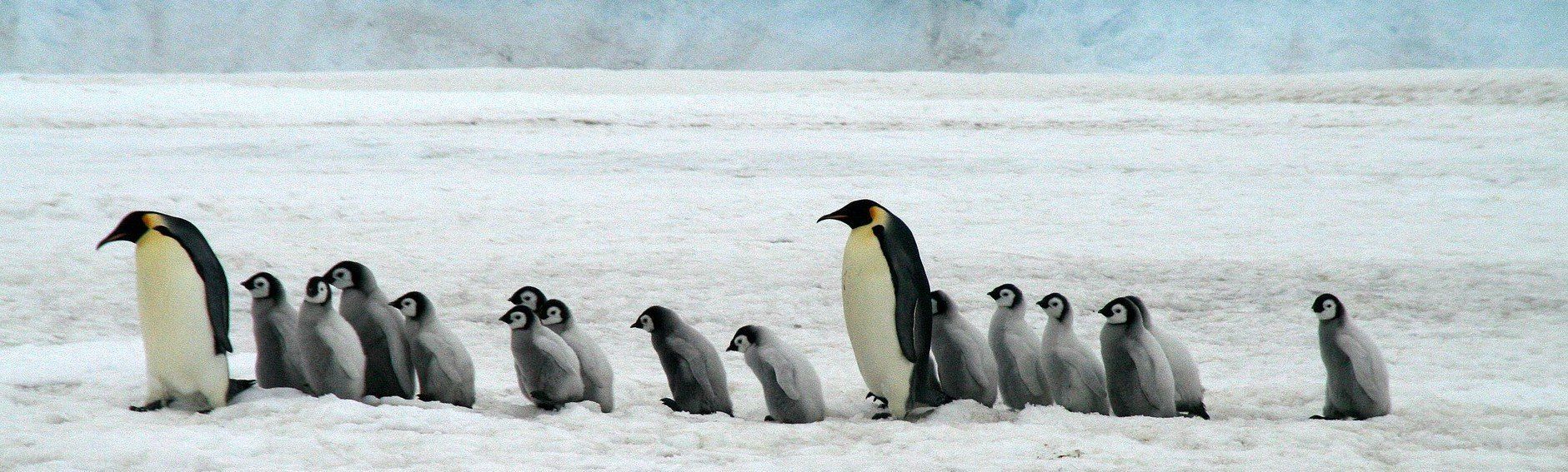 IIffE_Institucionalización