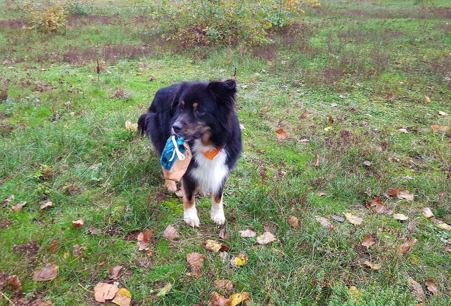 Hund auf Gras