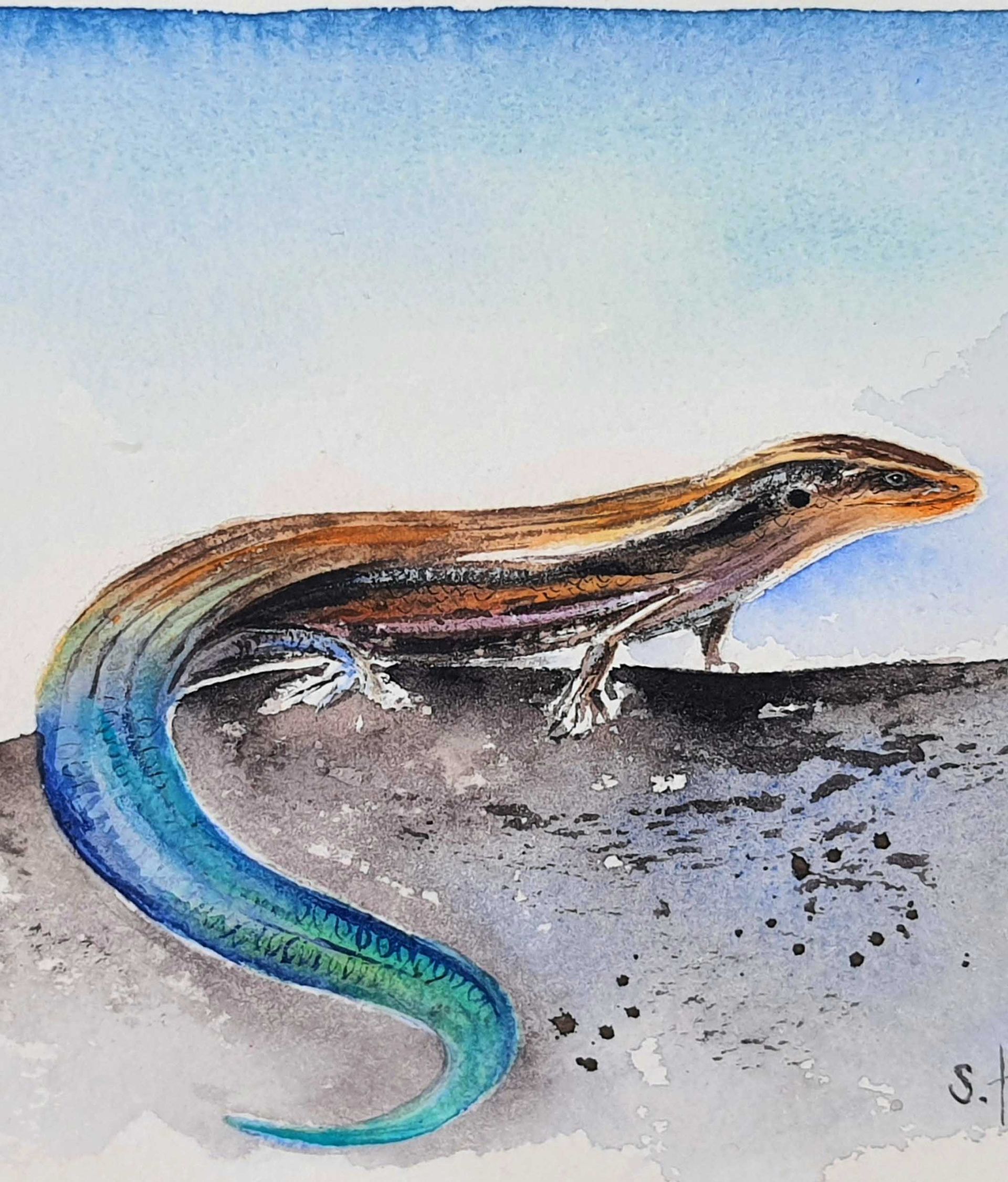 Skink Gran Canaria