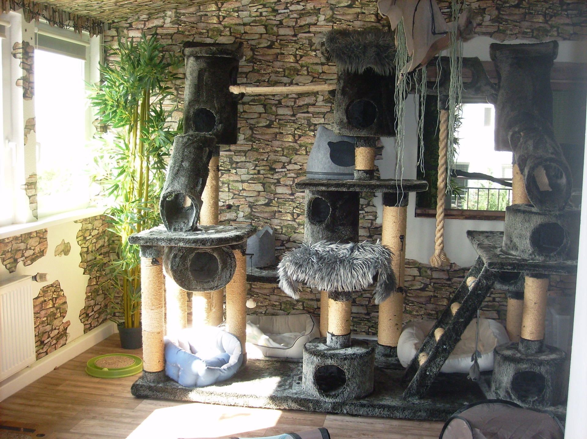 Katzen Pension In Der Nähe