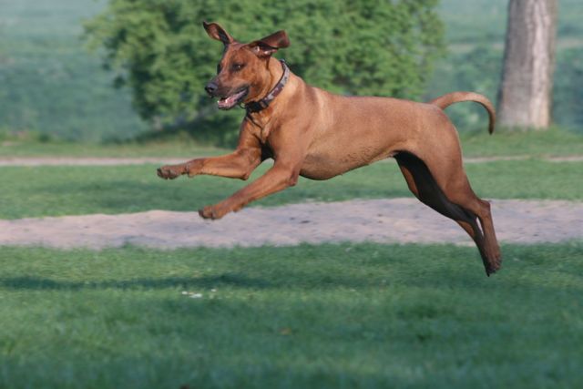 Download Spruch tiere familie For Android