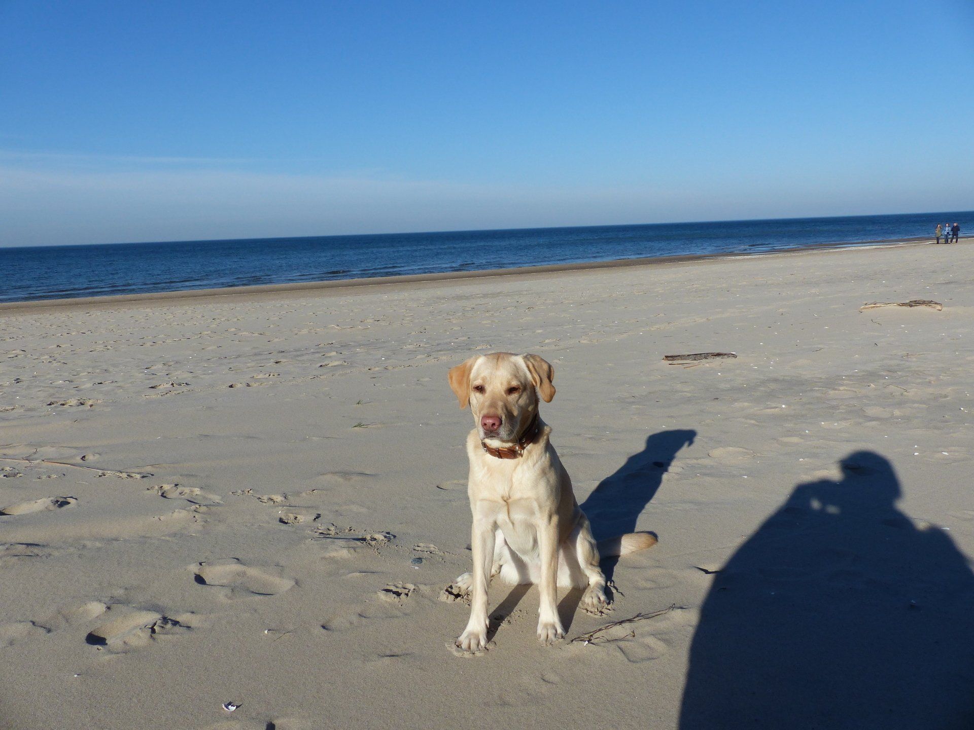 Wann Dürfen Hunde An Den Strand Ostsee Ihr erholsamer Urlaub mit dem Hund an der Ostsee