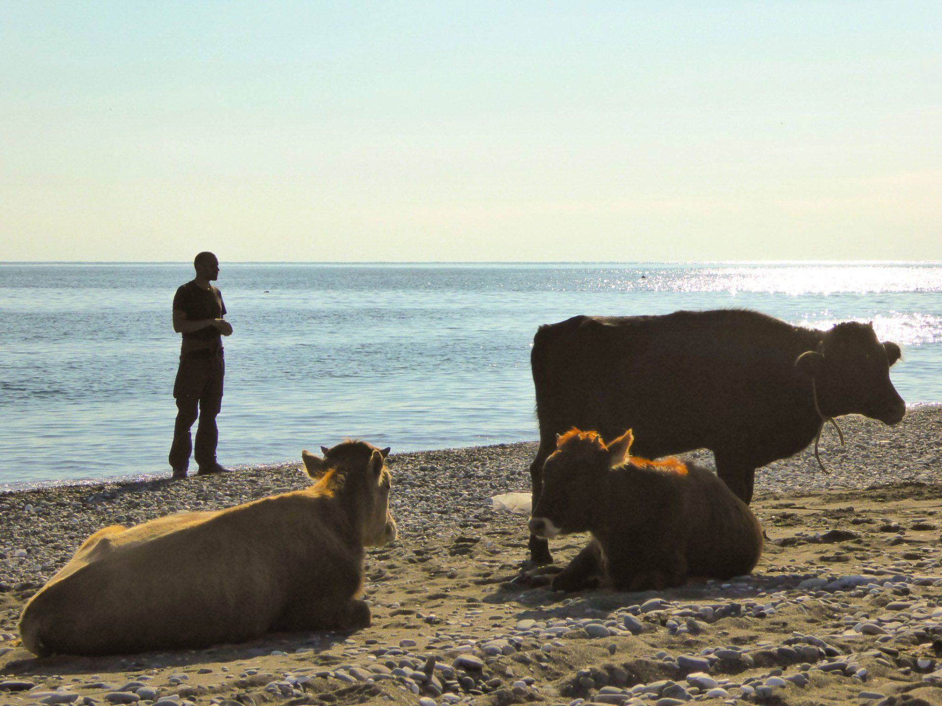 Abchasien, Sochumi, Kühe, Schwarzes Meer, To The World's End, Reiseblog, Weltreise Blog