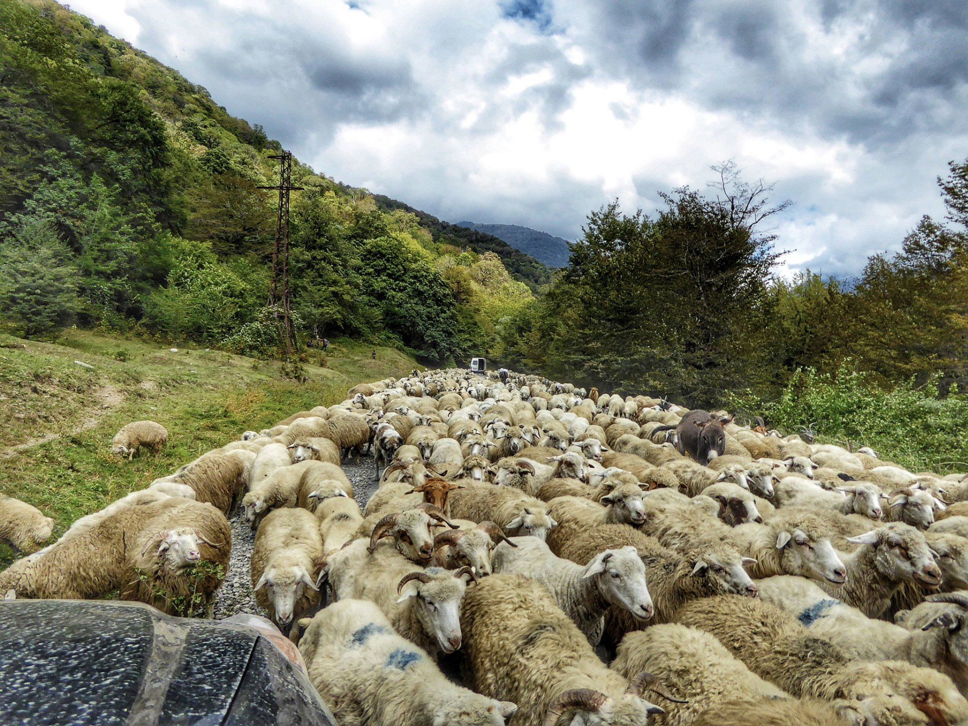 Schafe in Georgin auf der Straße, Straßen im Kaukasus, To The World's End, Weltreiseblog, Reiseblog, Weltreise