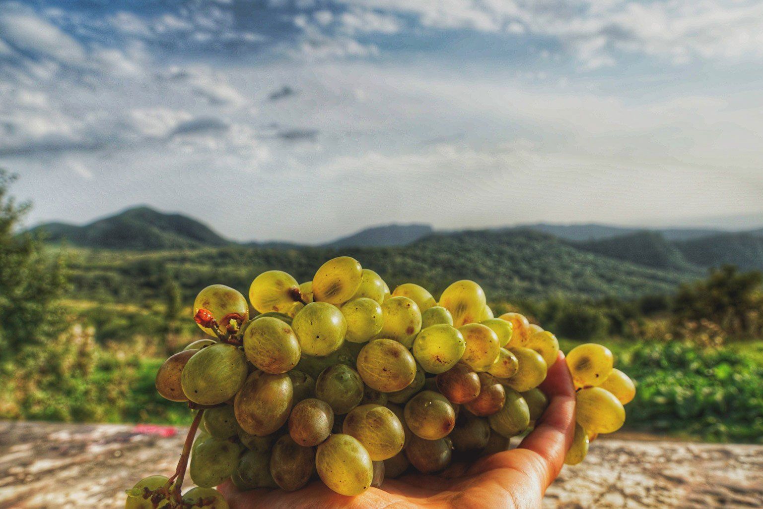 Weintrauben in Georgien, To The World's End, Weltreiseblog, Reiseblog, Weltreise