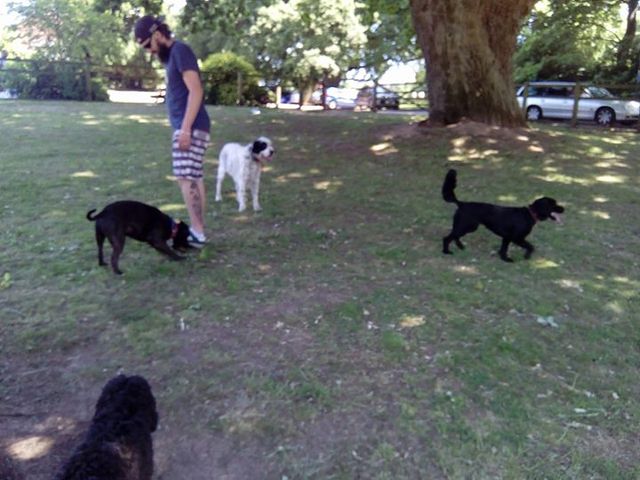 home from home dog sitting