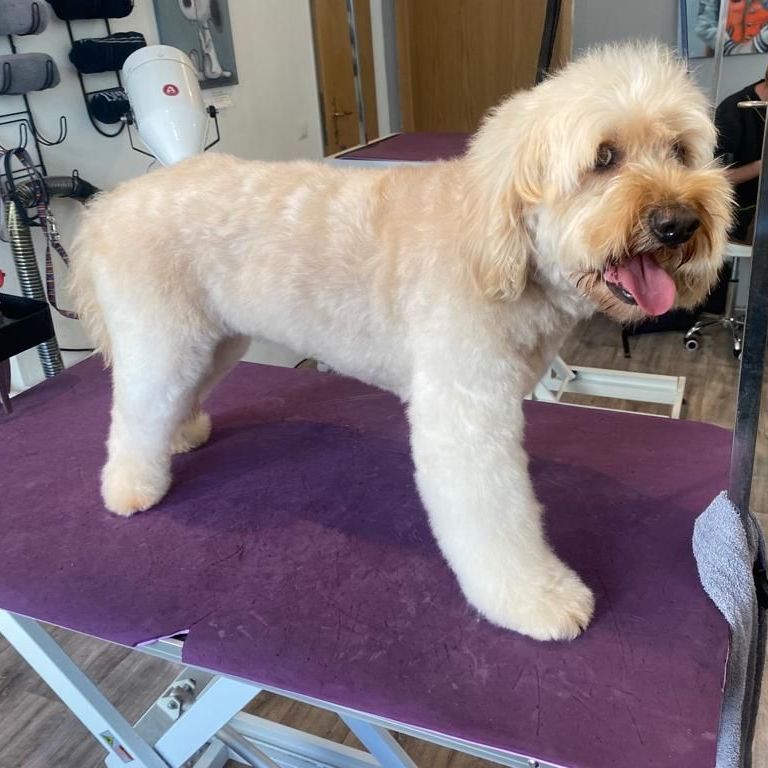 Hechelnder weißer Hund auf Schnitttisch