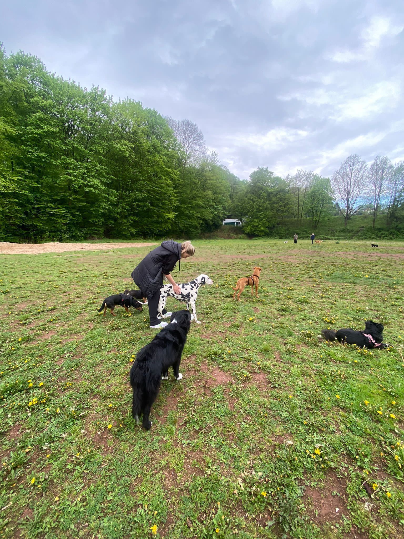 Bild Hundesalon Topmöller Lana Topmöller mit mehreren Hunden auf einer Wiese