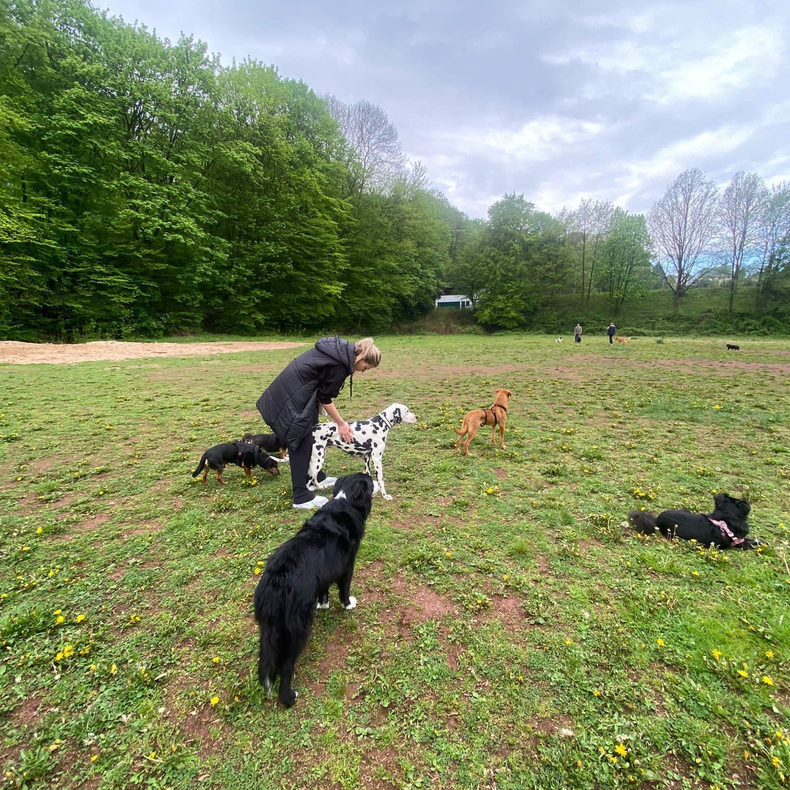 Lana Topmöller mit mehreren Hunden auf einer Hundewiese