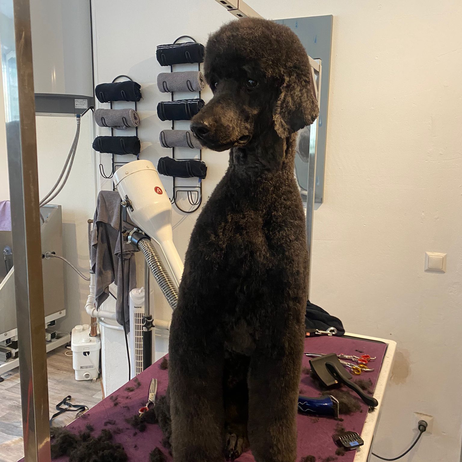 Schwarzer Königspudel nach Schnitt auf Tisch