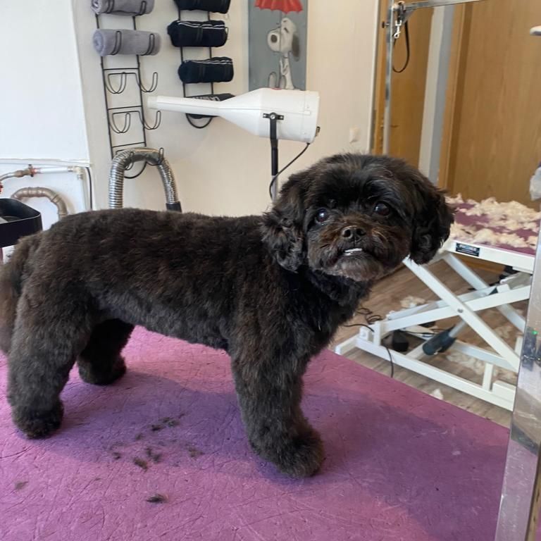 Schwarzer kleiner fertig geschnittener Hund auf Tisch