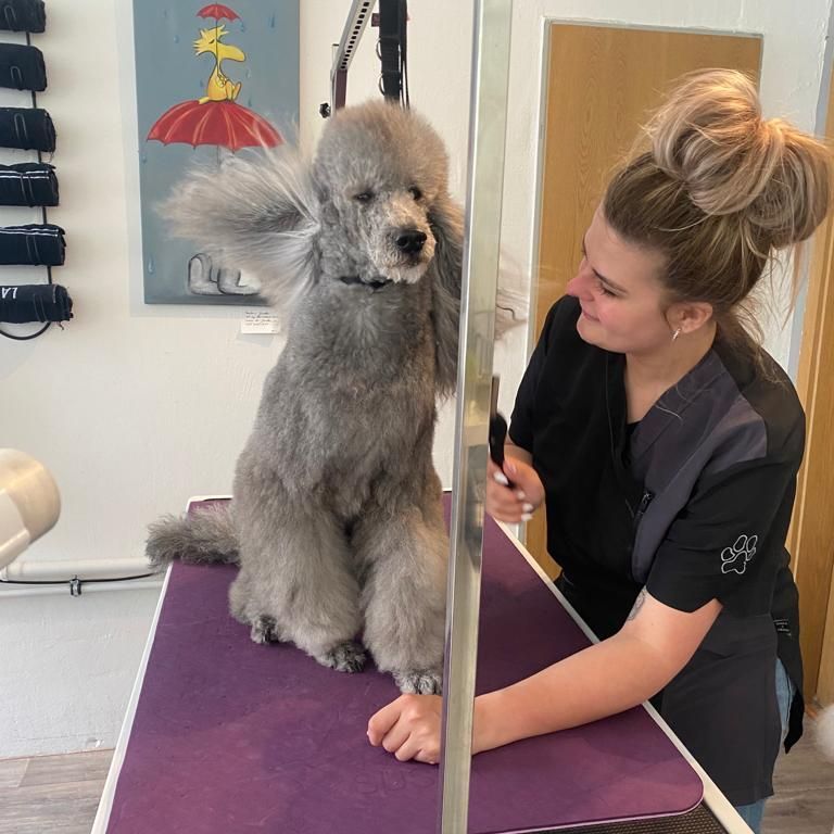 Grauer Königspudel wird geföhnt