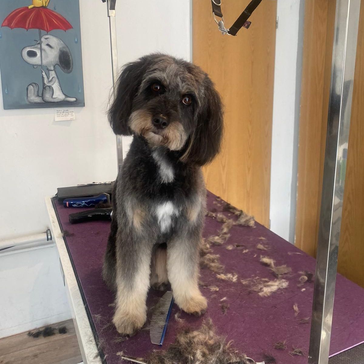 Kleiner Hund aus Schnitttisch nach Schnitt schaut schief in die Kamera