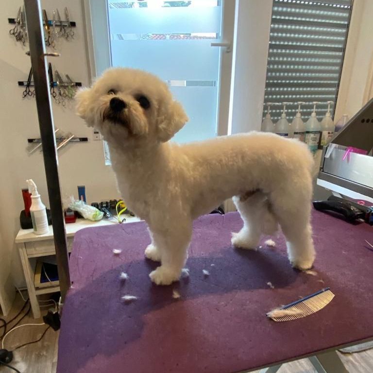 Kleiner weißer Hund auf dem Schnitttisch