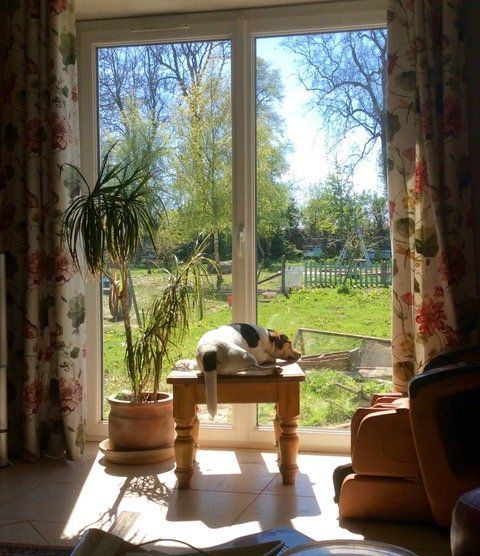 Max the Jack Russel asleep on table in front of sunny patio doors