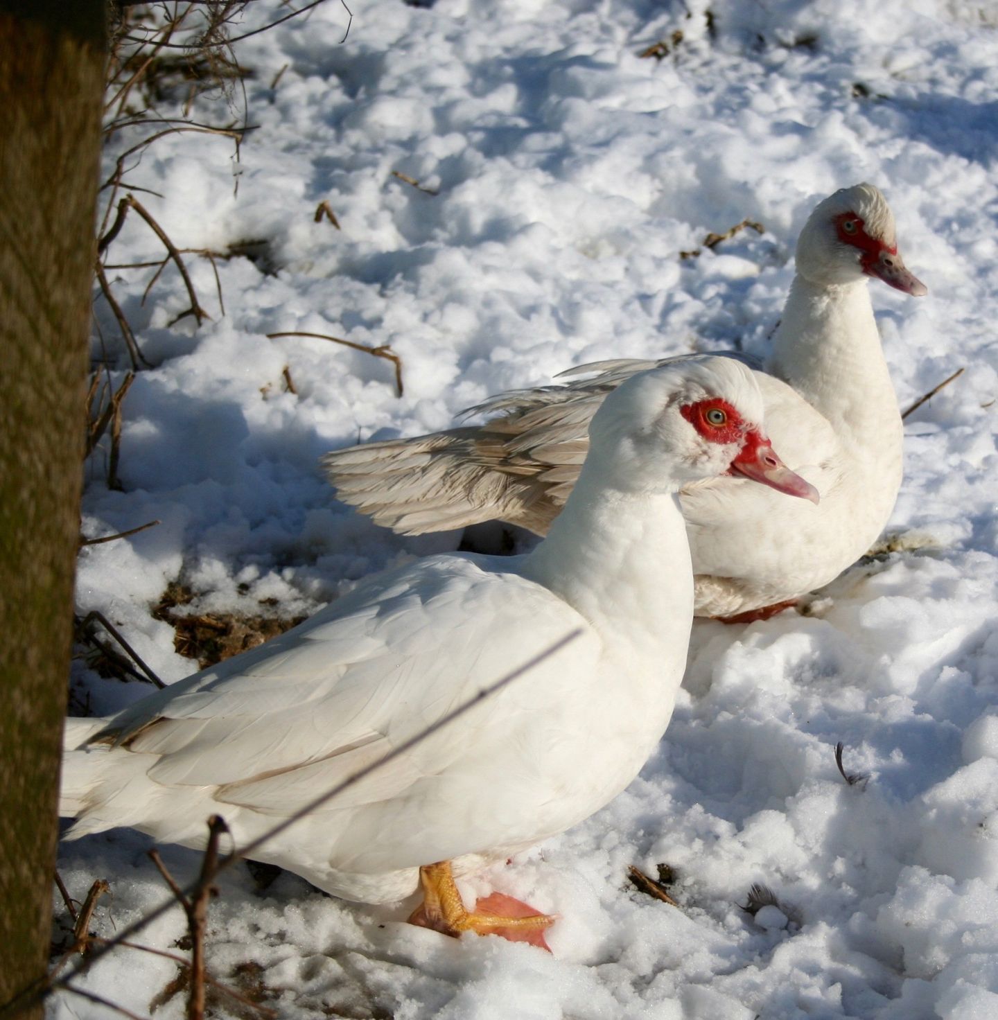 Two white Muscovy Ducks in the snow