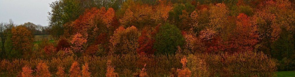 Autumn trees Northern France