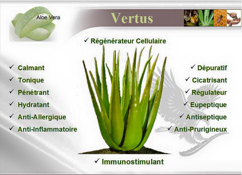 aloe vera