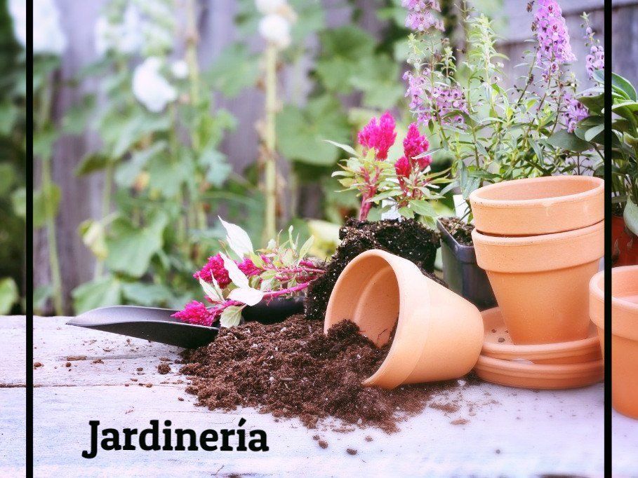 Jardineria Iris