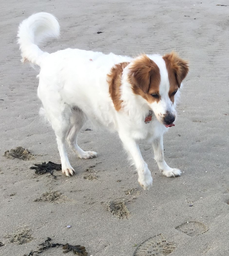 Bailey vom Brühlerschloß, Kromfohrländer aus den Hause Müller.