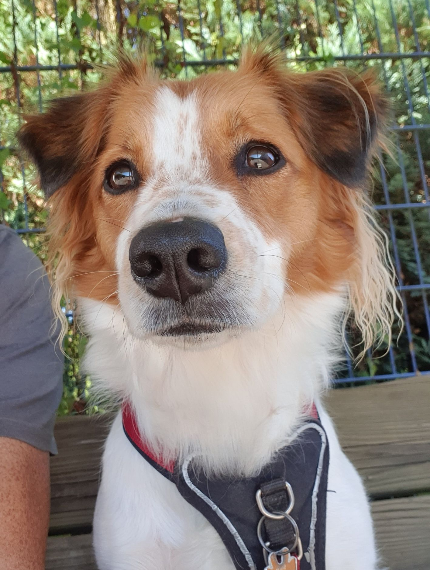 Abby von der Dürnachweide, Kromfohrländer aus den Zuchtstätte von Frau Oltmanns.