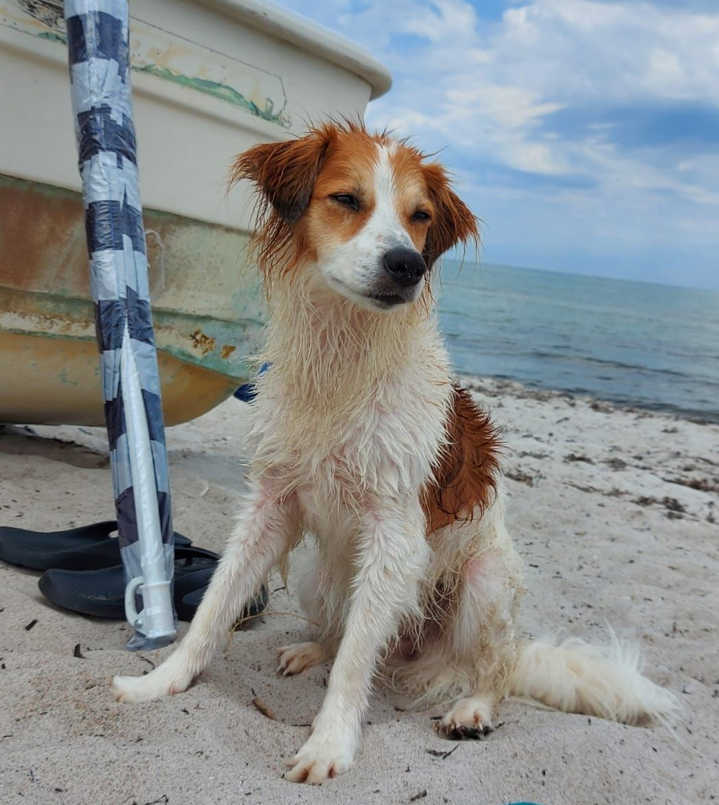 Gaya vom Brühlerschloß, Kromfohrländer aus den Hause Müller.
