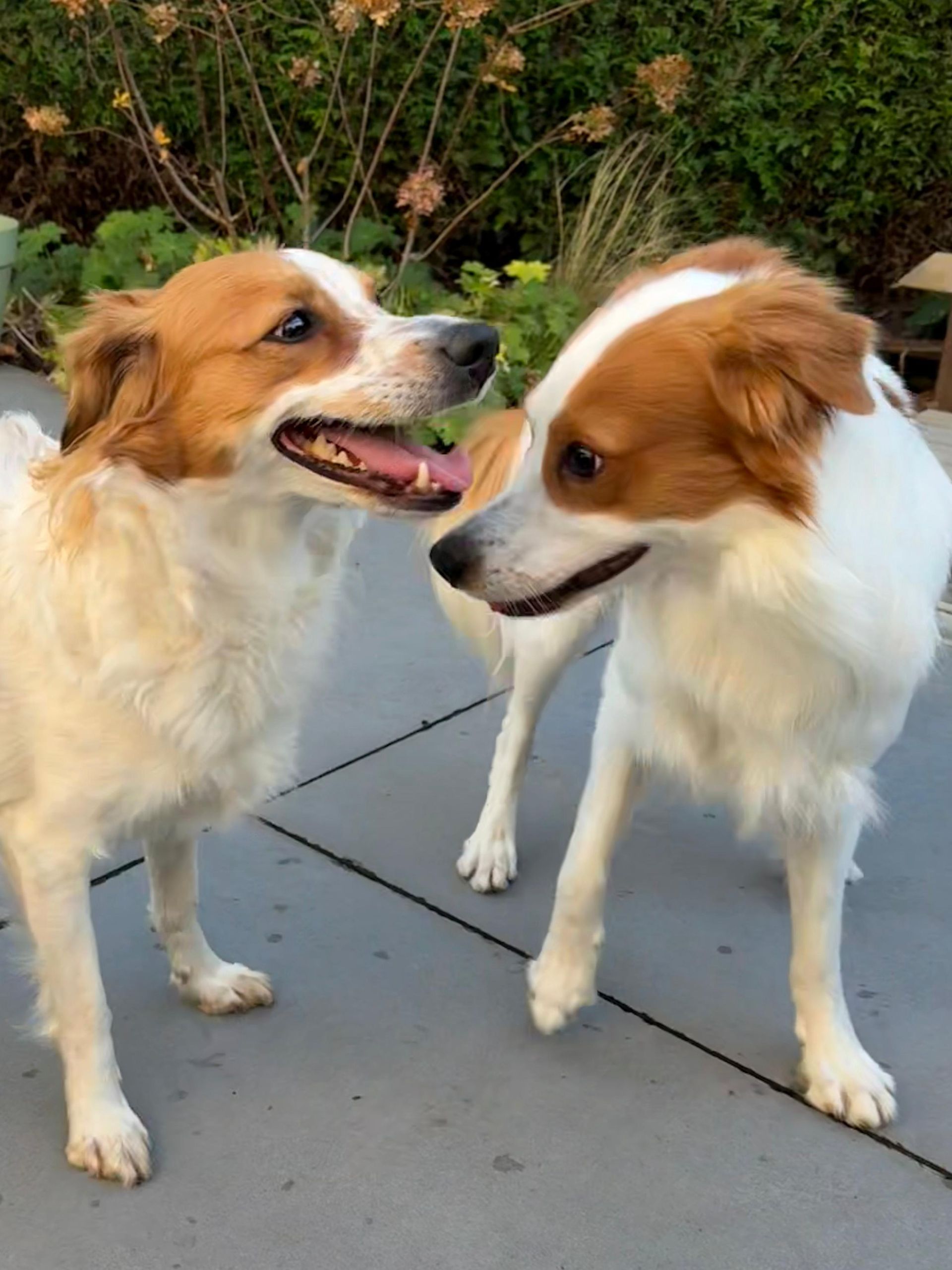 Kromfohrländer-Hündin Abby beim Tag der Kromfohrländer 2025 – stolz, gelassen und mittendrin im bunten Zuchttreffen