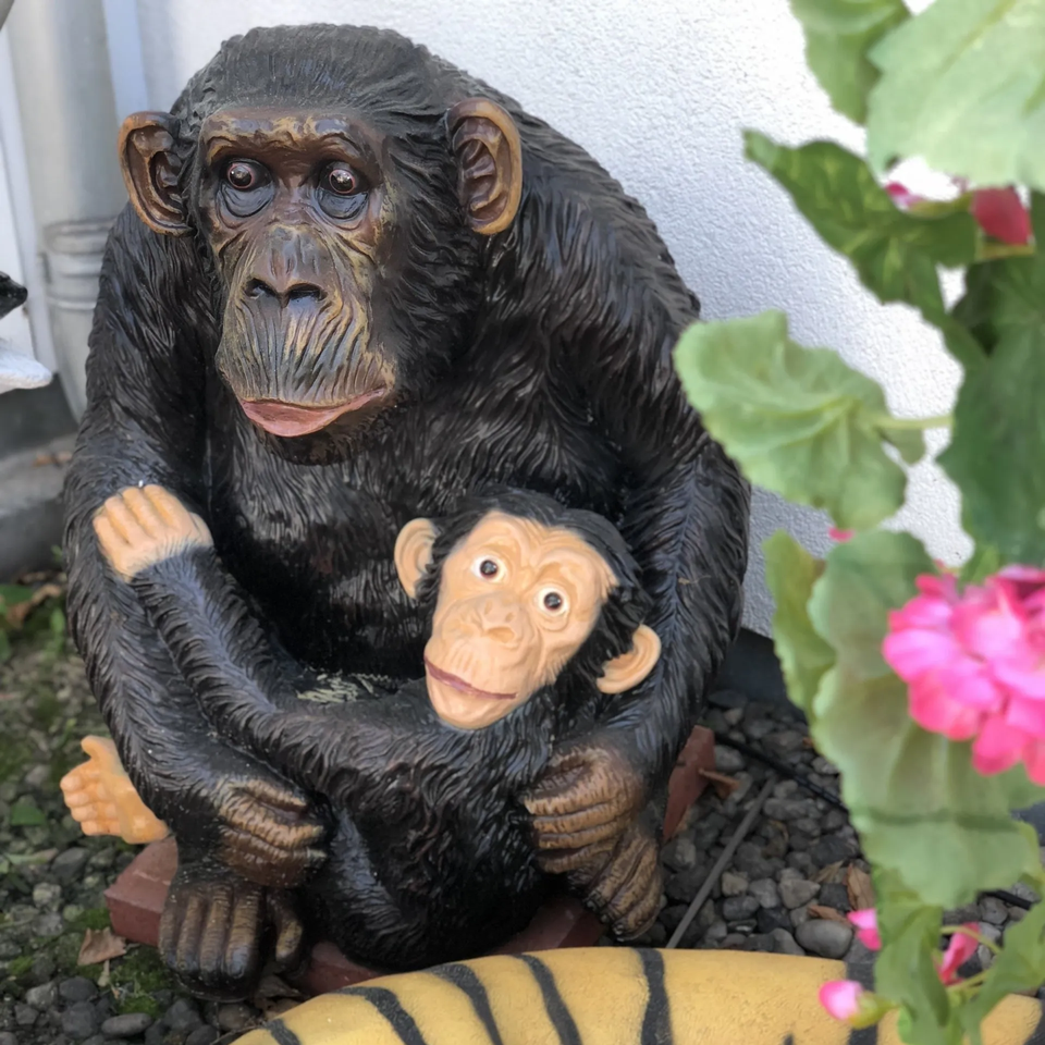Säuge- & Beutel-Tiere - Schimpansen