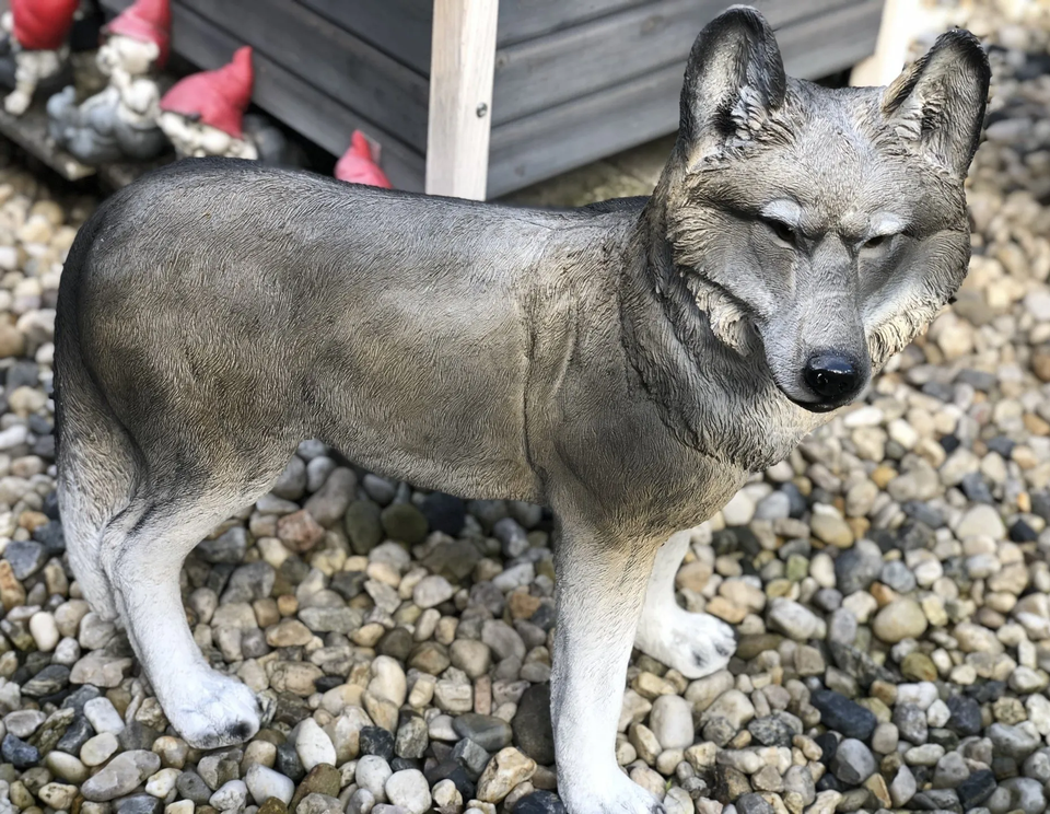 Säuge- & Beutel-Tiere - Wolf