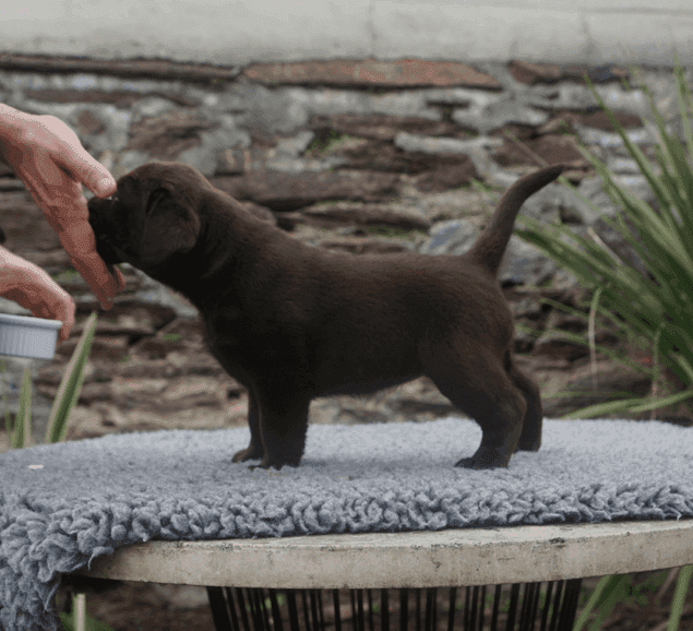 Labradors Du Grand Trianon Elevage Familial Lof De Labrador Chocolat
