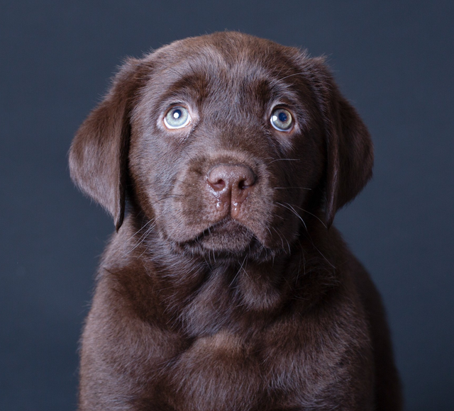 Million Dollar Baby Du Grand Trianon Labrador Femelle Chocolat