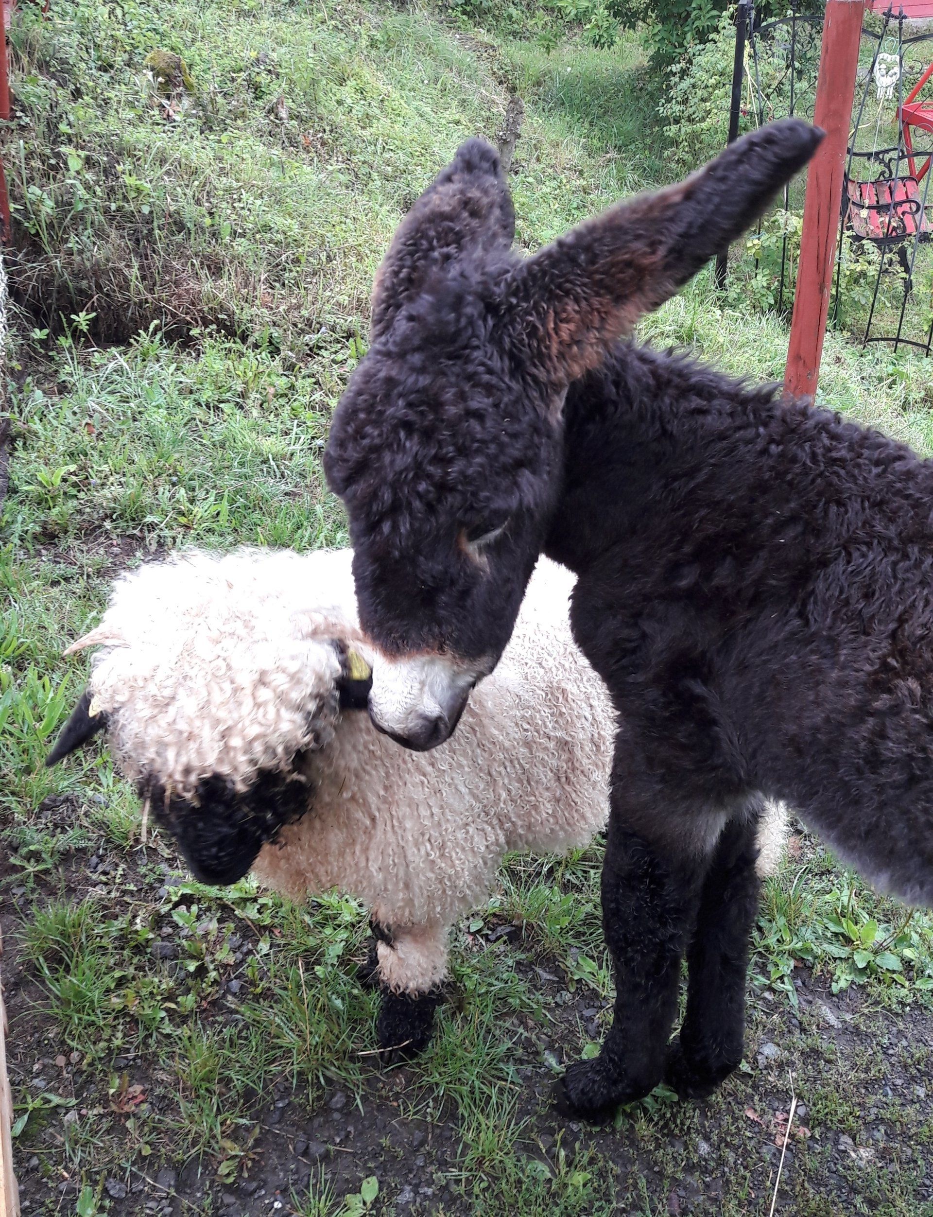 Esel, Poitou-Esel, Baudet du Poitou