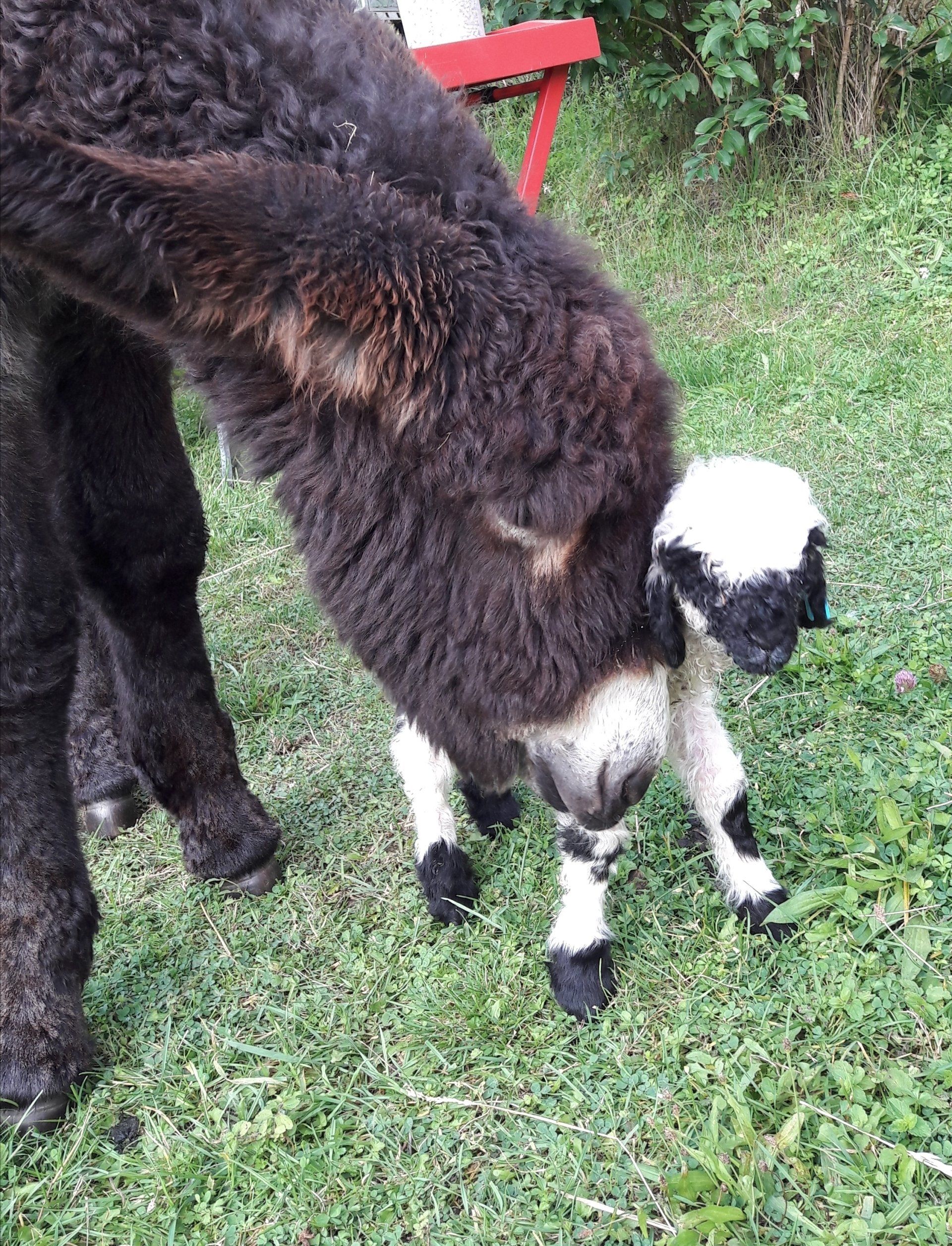Poitou-Fohlen mit Schwarznasenschaf Lamm