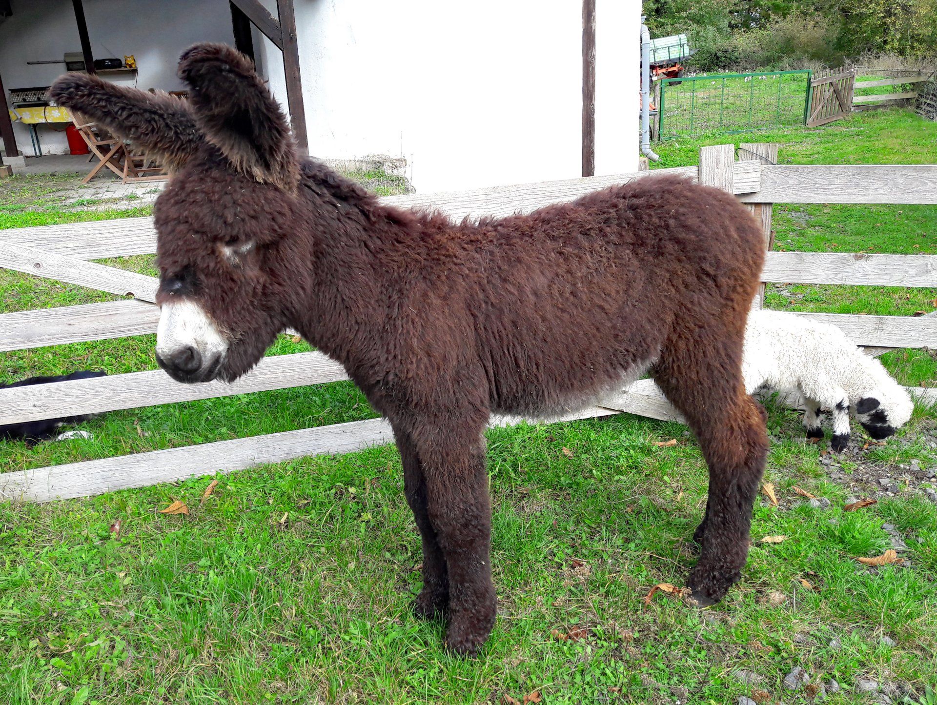 junger Baudet du Poitou Esel