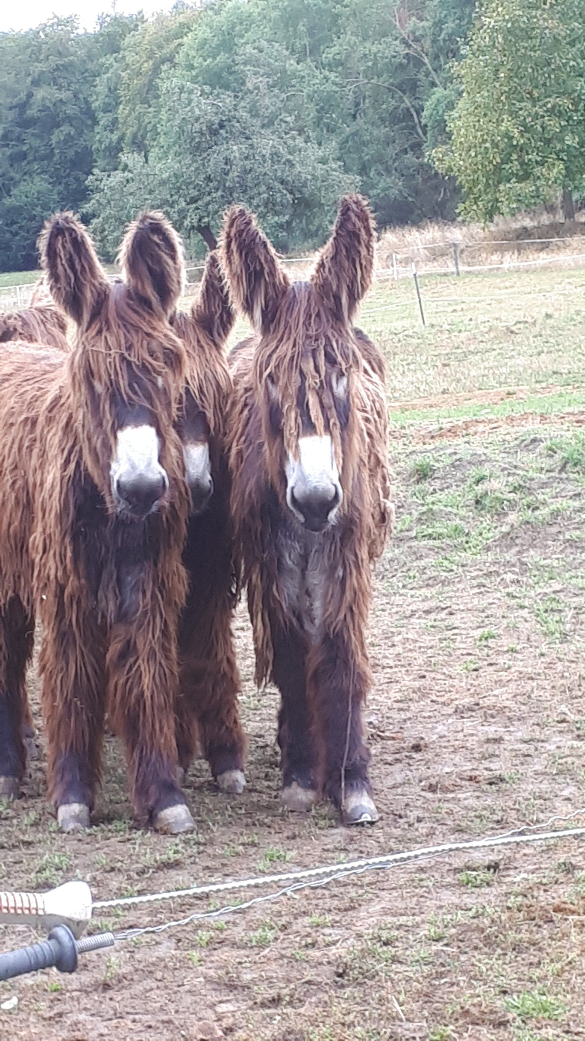 Hulotte und Joujou (links)