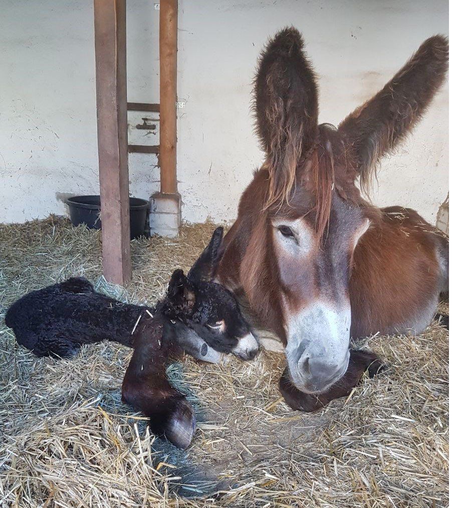 Poitou-Esel Stute mit neugeborenem Fohlen