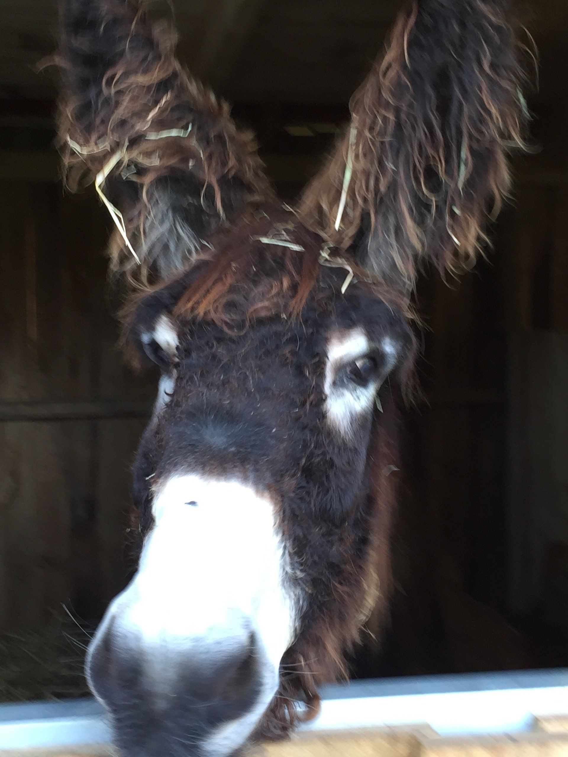 Ein Poitou-Esel im Stall