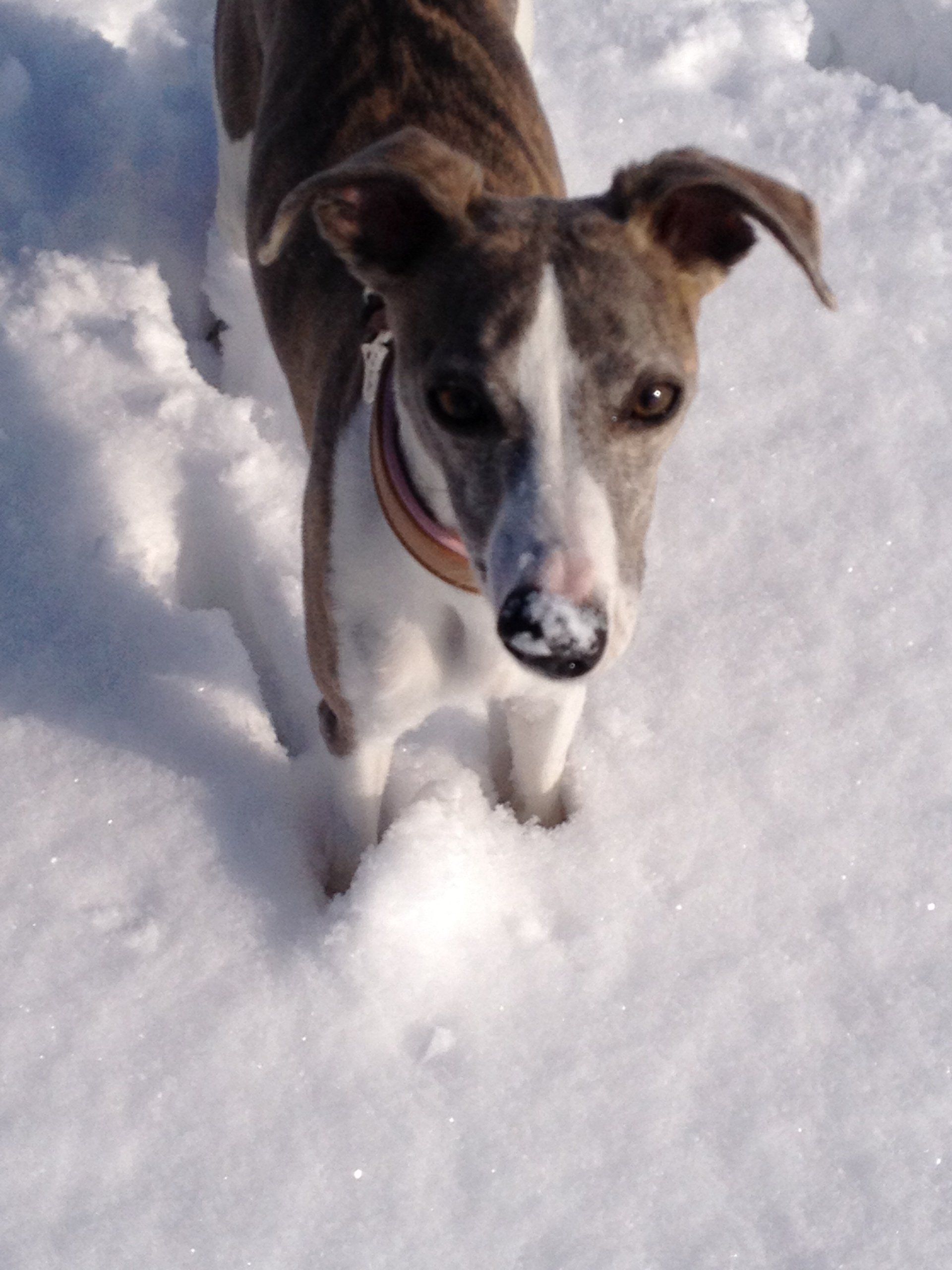 Whippet im Schnee