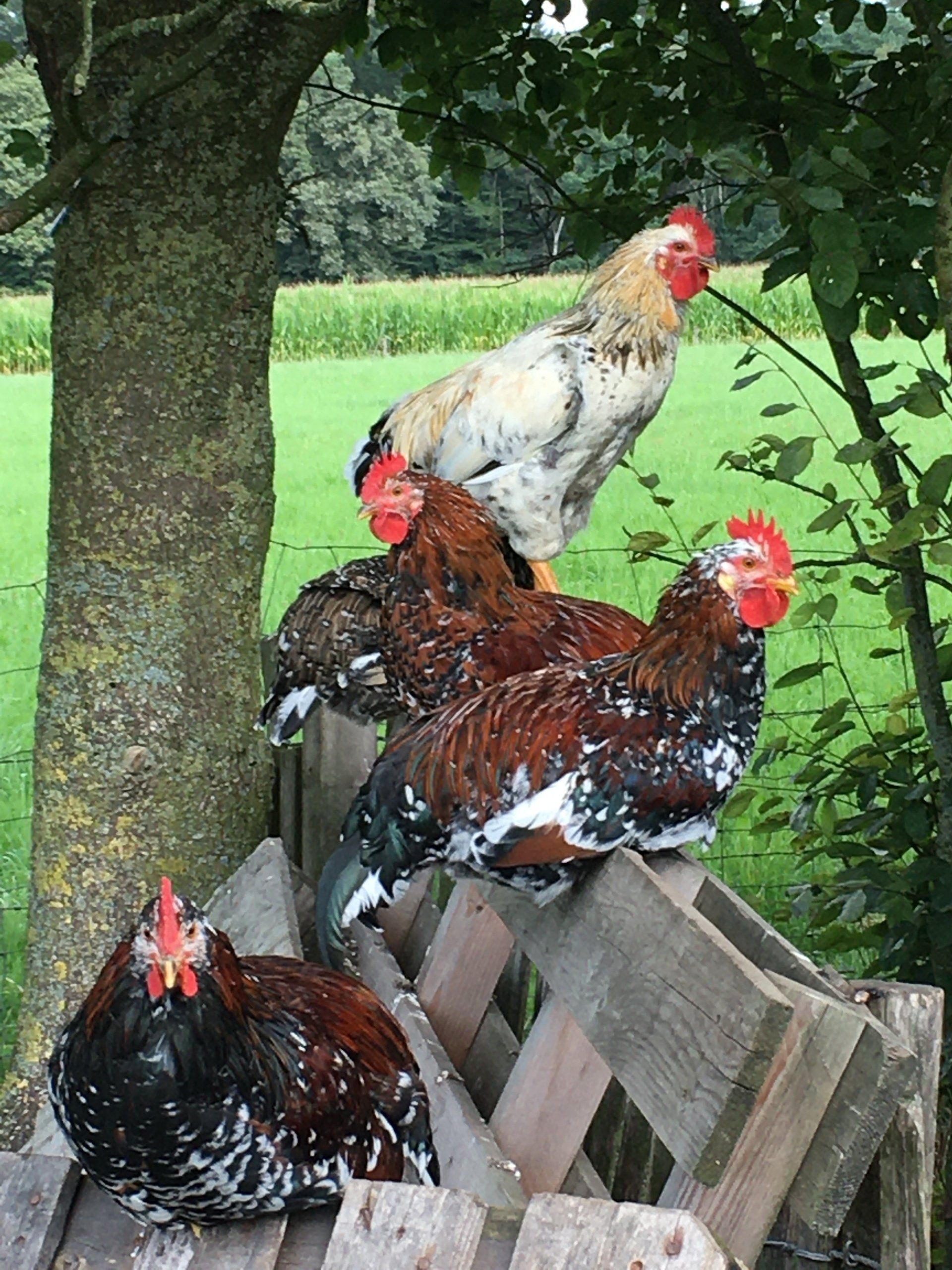 Schwedisches Blumenhuhn im Freiland