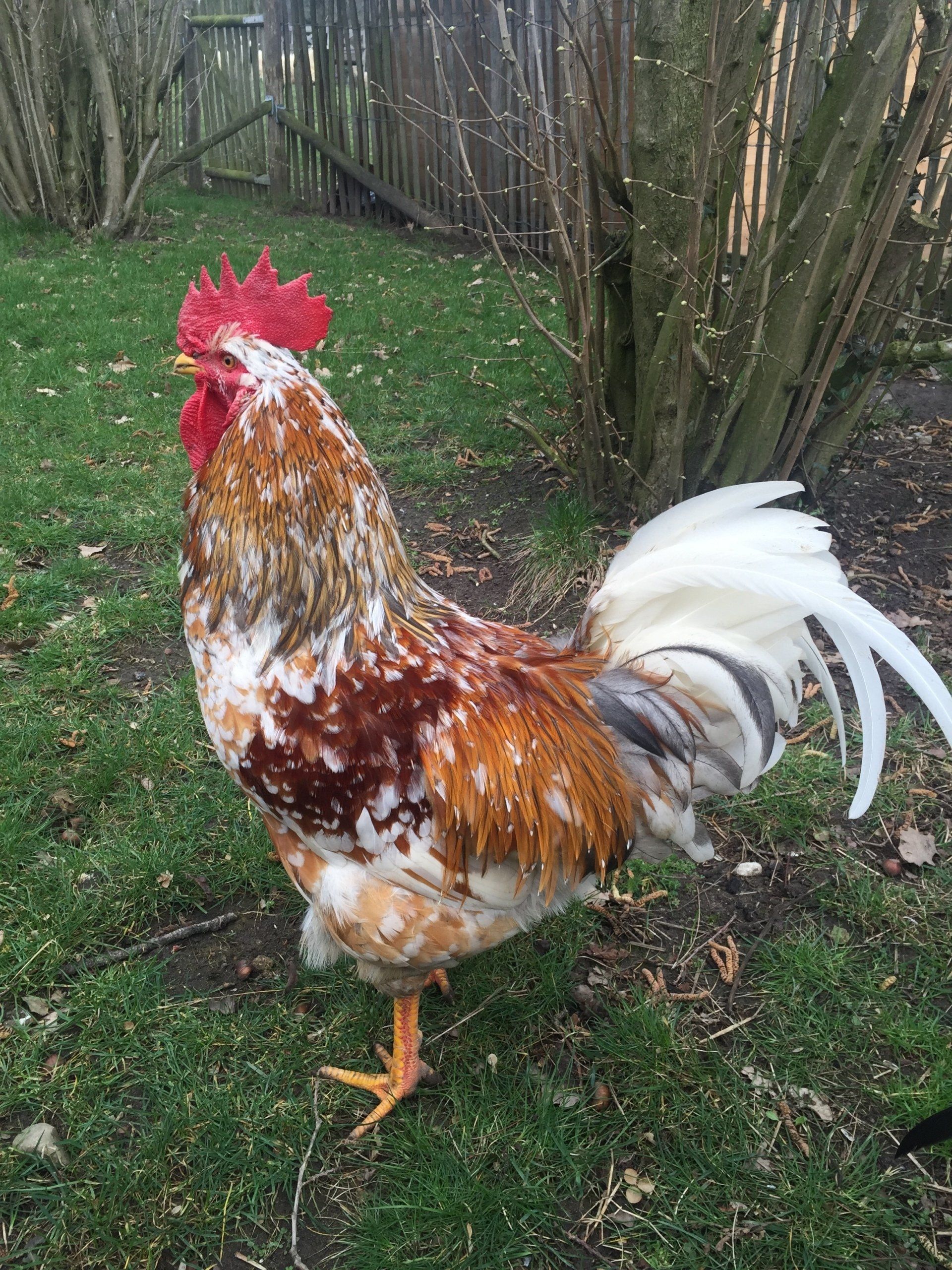 Ein Schwedischer Blumenhuhn Hahn beim Suchen