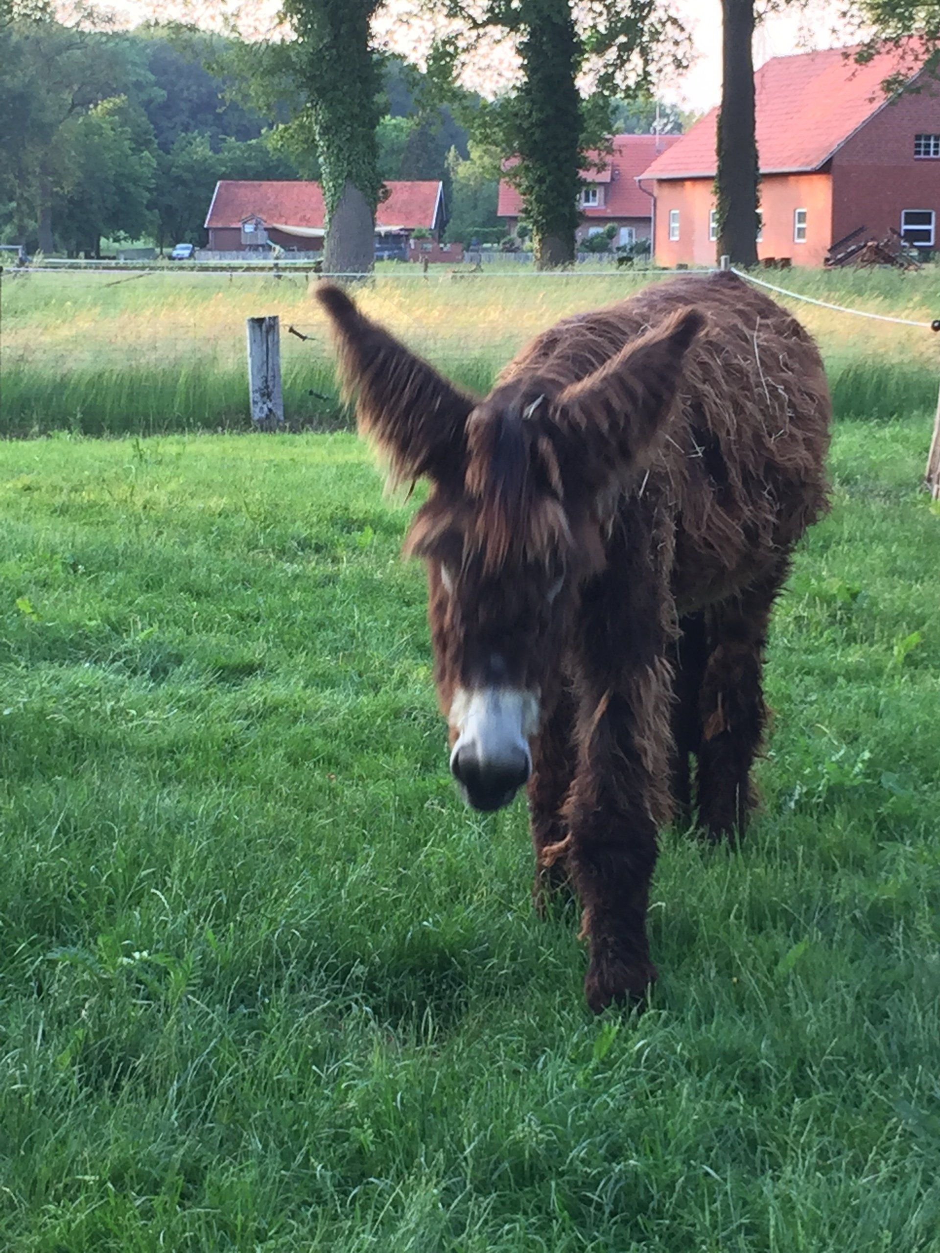 Poitou Esel, Baudet du Poitou, Esel 