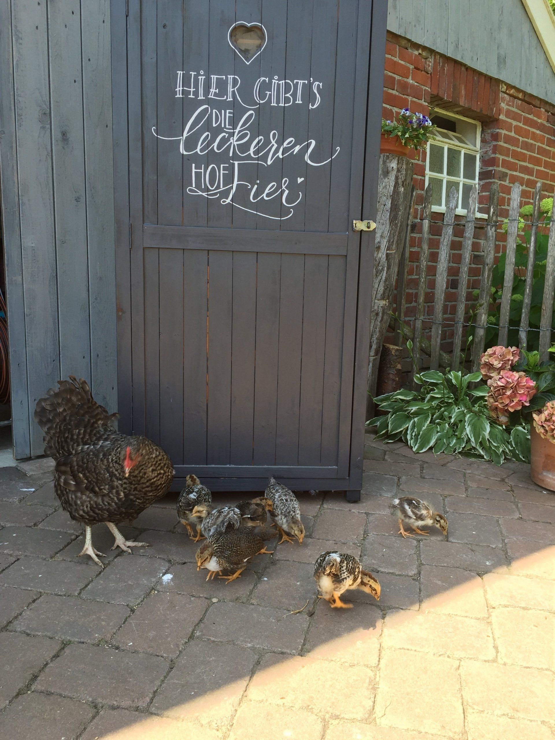 Küken Schwedische Blumenhühner mit Henne