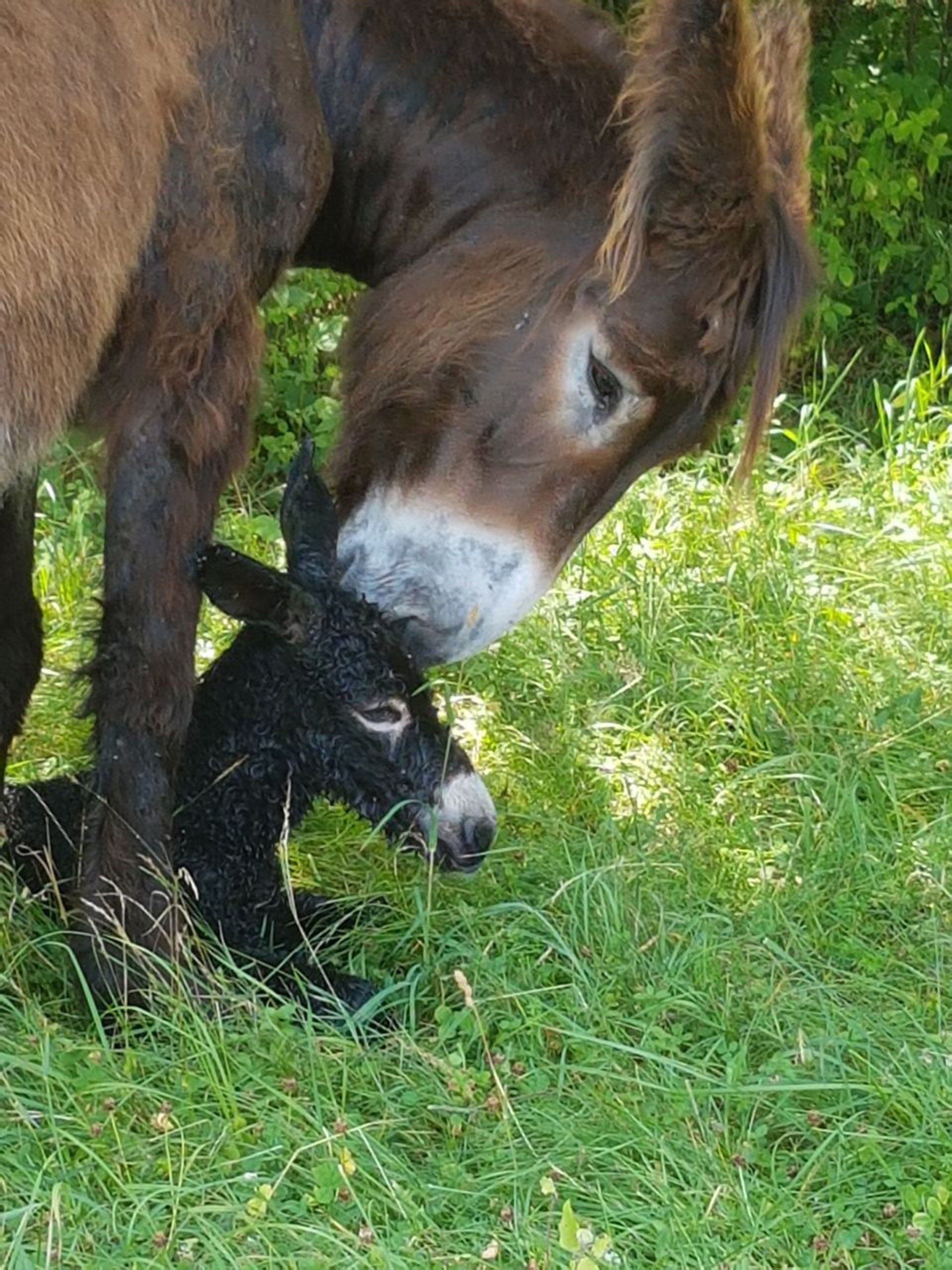 Baudet du Poitou Eselin mit kleinem Fohlen
