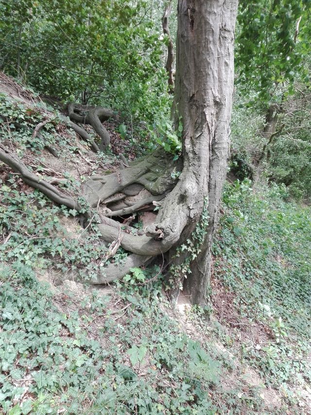 Download Spruch waldbaden For iPhone Free Spruch Waldbaden