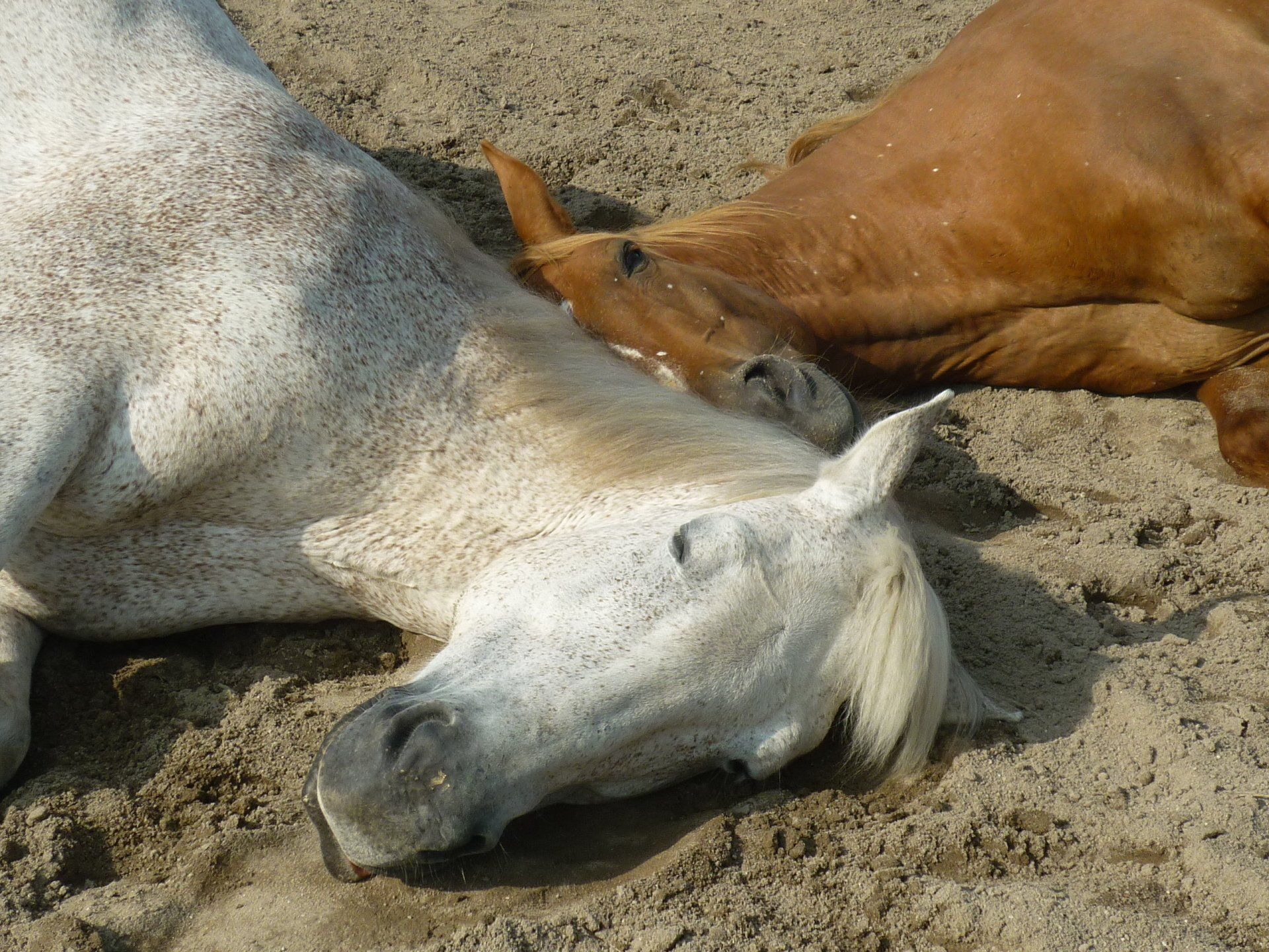 Gespräche Mit Tieren, Auch Kranke Tiere Und Körperscan