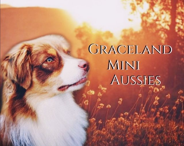 rottweiler puppies for sale olx